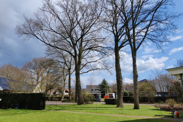 Tuin in woonwijk met drie hoge bomen.