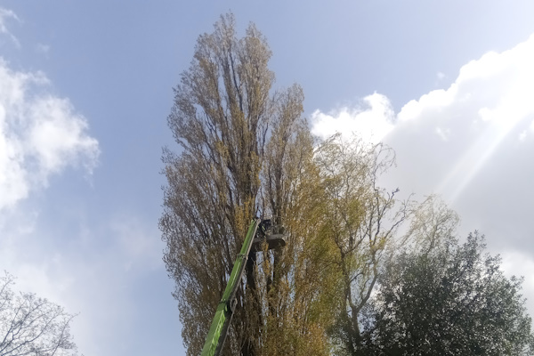 Juist hoge bomen toppen is iets wat onze gecertificeerde specialisten graag voor je doen.