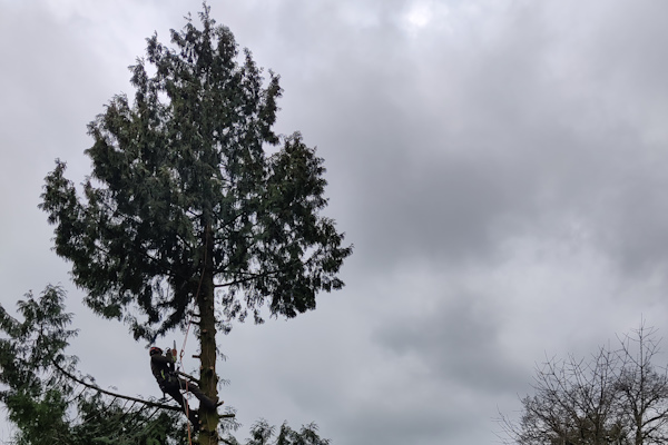 Ook jouw hoge bomen snoeien is voor de gecertificeerde boomverzorgers van Groentechniek Klomp geen probleem.