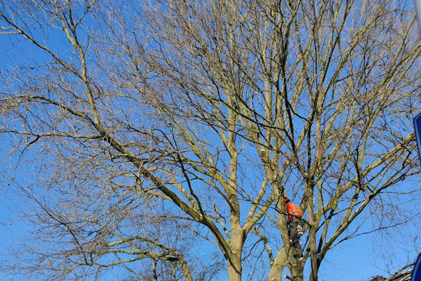 Ook meerdere bomen toppen op dezelfde hoogte is mogelijk bij Groentechniek Klomp.