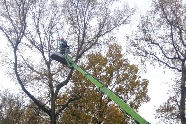 Perenbomen snoeien met een hoogwerker