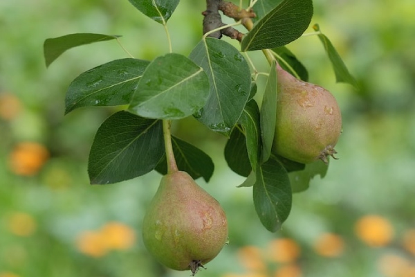 Perenboom laten snoeien door Groentechniek Klomp