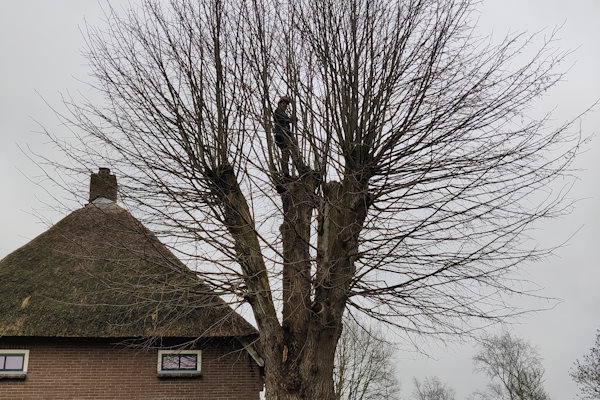 Dankzij de jarenlange ervaring van onze gecertificeerde boomverzorgers laat jij met een gerust hart jouw bomen professioneel knotten.