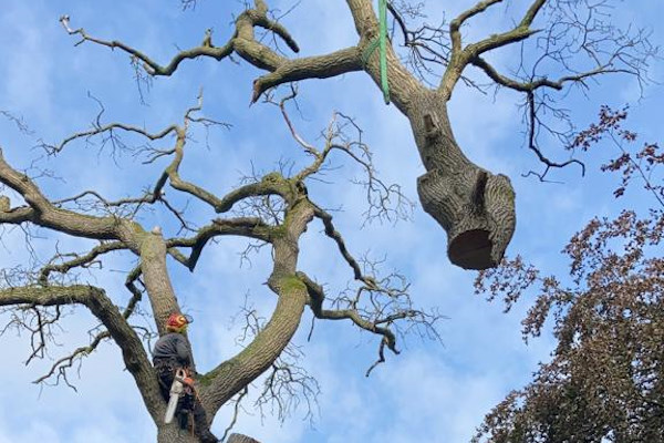 Professioneel boomonderhoud laten uitvoeren betekent ook dat een ongezonde boom soms verwijderd moet worden, wat altijd veilig gebeurt door de boomverzorgers van Groentechniek Klomp.