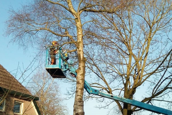Dankzij jarenlange ervaring kunnen onze boomverzorgers professioneel jouw pruimenbomen snoeien.