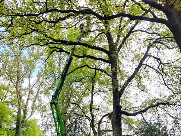 Jouw pruimenbomen laten snoeien doe je door de vakkundige boomverzorgers van Groentechniek Klomp.