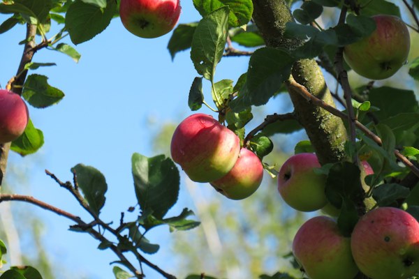 Het snoeien van je appelbomen laat je over aan de gecertificeerde boomverzorgers van Groentechniek Klomp.