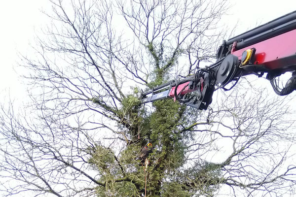 Laat professioneel en veilig jouw bomen toppen door de gecertificeerde boomverzorgers van Groentechniek Klomp.