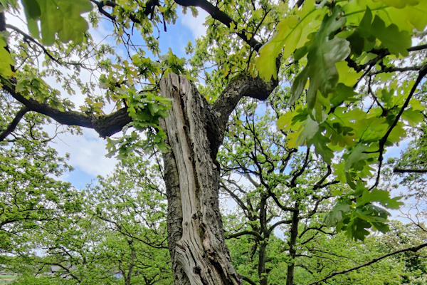 Tijdens de boomcontrole door de gecertificeerde expert van Groentechniek Klomp wordt het duidelijk of jouw boom veilig is om te laten staan.