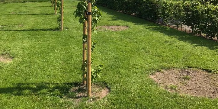 Gazon met jonge bomen.