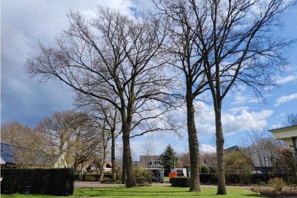 Achtertuin met drie zeer hoge, gezond ogende bomen