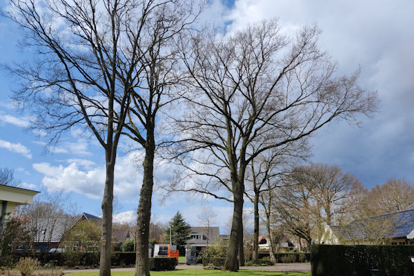 Er zijn diverse redenen waarom mensen bomen verplaatsen in plaats van rooien of verwijderen, Groentechniek Klomp helpt je graag met het verplaatsen van je boom.