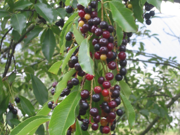 De Prunus of Amerikaanse Vogelkers verspreidt zich snel, laat deze bospest dan ook bestrijden door Groentechniek Klomp.