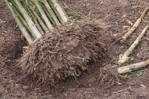 Bamboe verwijderen uit tuin met uitgegraven wortelkluit