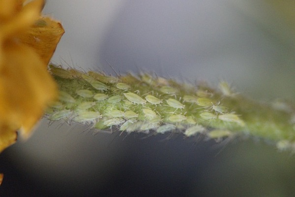 Bladluizen verwijdering bij aangetaste stengel met groene bladluizen