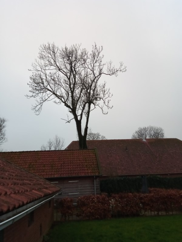 Boom aangetast door essentaksterfte
