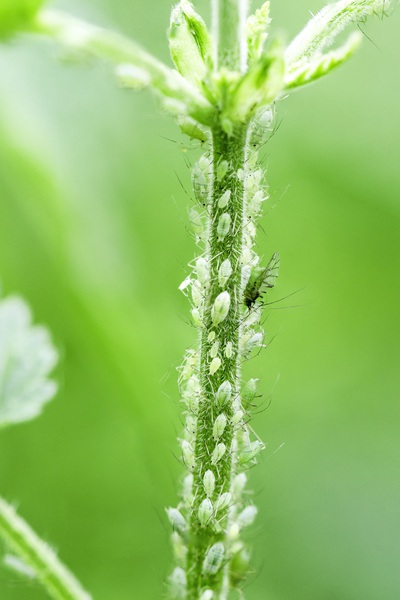 Groene bladluizen in grote aantallen op de jonge stengel en scheuten van een plant, bij groene bladluizen bestrijden.
