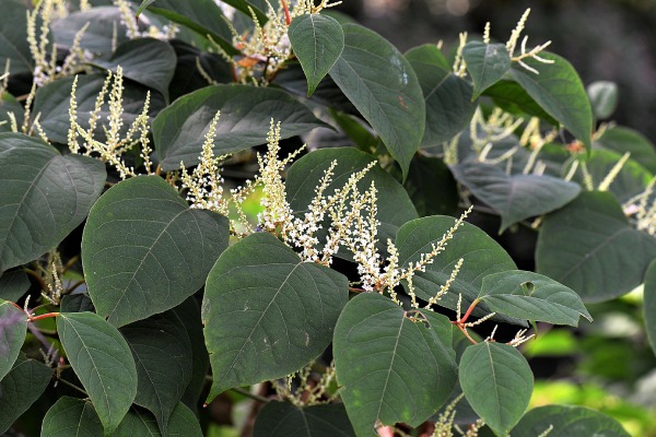 De Japanse duizendknoop is een exotische plant die invasief groeit.