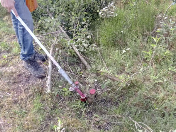 Prunus bestrijden kan door het afzetten van een bestrijdingsmiddel op de afgezagen stammen.