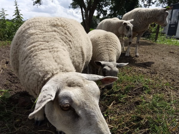 Door schapen op een afgezet gebied te laten grazen, kan de Amerikaanse Vogelkers biologisch bestreden worden.