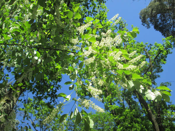 De Prunus Serotina plant zich zo snel voort dat het een plaag vormt