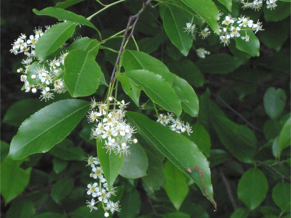 Professionele bestrijding van de Prunus plaag is noodzakelijk om verdere verspreiding te voorkomen.