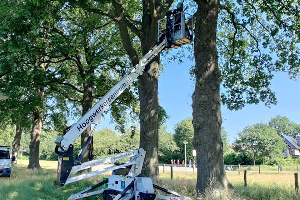 Om de eikenprocessierups preventief te bestrijden zul je er vroeg bij moeten zijn.