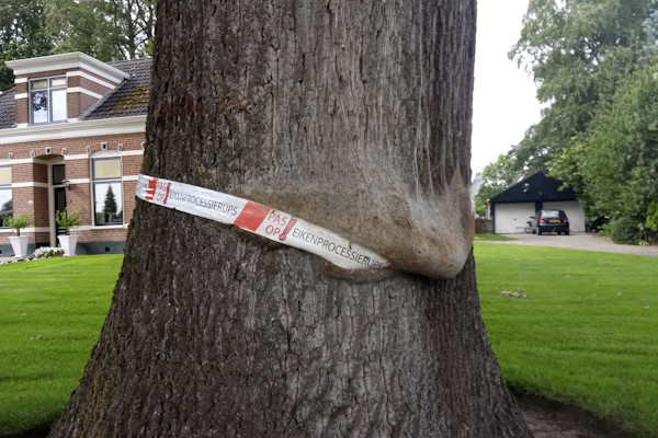 Dankzij de experts van Groentechniek Klomp is jouw zieke boom snel genezen van vervelende plagen of gevaarlijke ziektes.