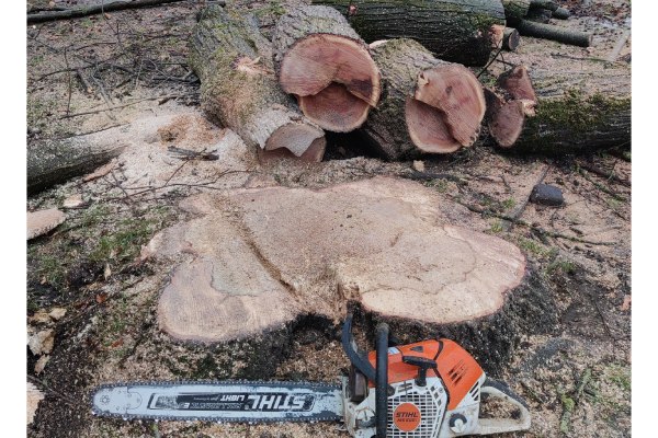 Laat het professionele bos onderhoud van je bomen over aan de boomverzorgers van Groentechniek Klomp.