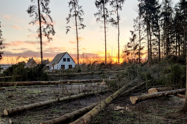 Besteed jouw bos onderhoud uit aan de ervaren boomverzorgers van Groentechniek Klomp.