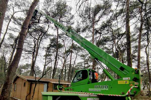 Onder ons professionele bosbeheer vallen diverse werkzaamheden die jouw bos weer gezond maken.