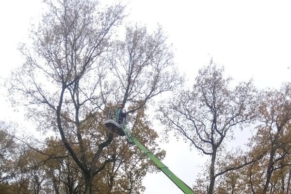 Laat een professioneel bosbeheerplan maken door de boomverzorgers van Groentechniek Klomp.