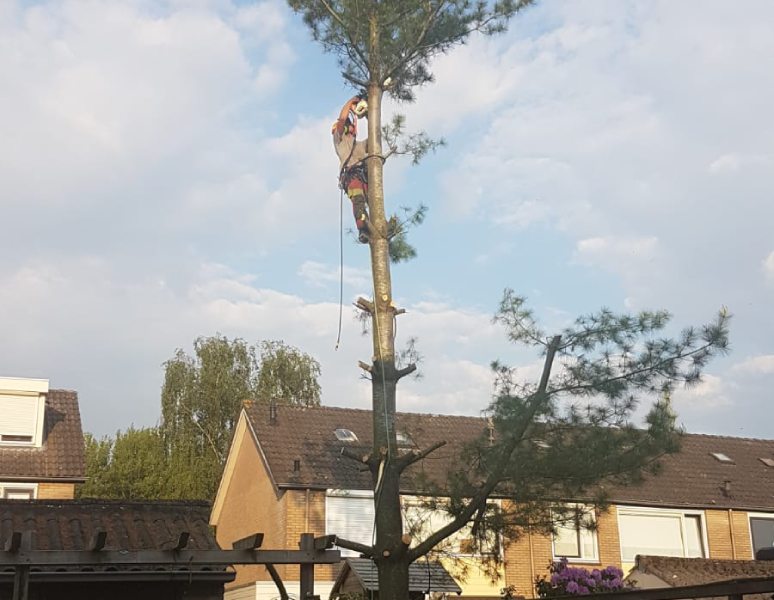 Bomen kappen in Beilen