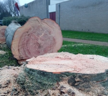 Bomen kappen in Steenwijk