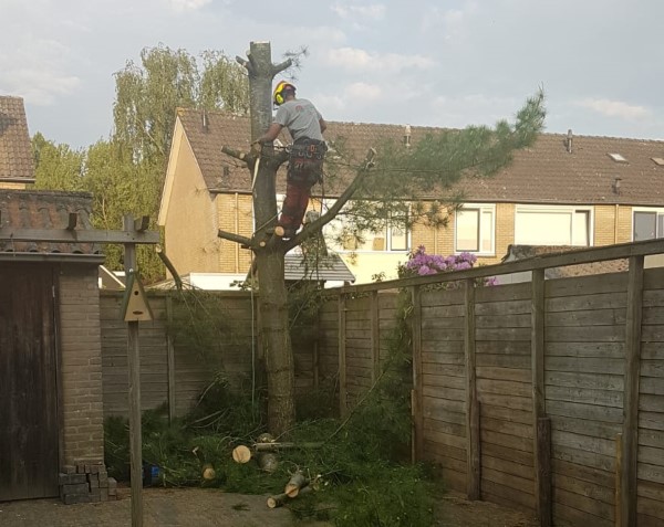 Bomen laten kappen in Echten