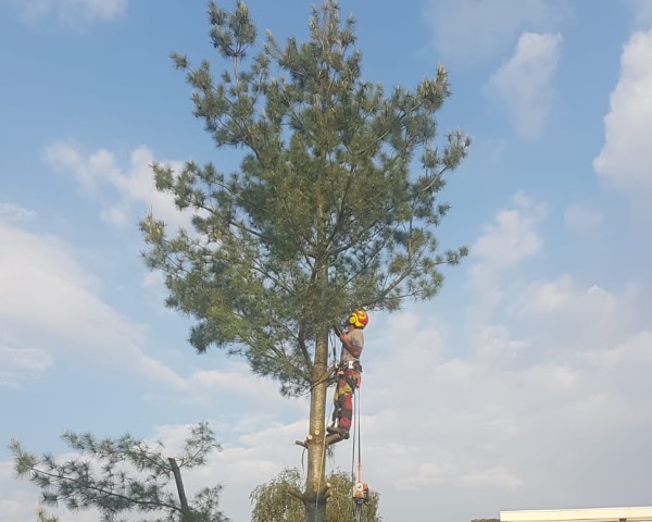 Bomen laten weghalen in Dalfsen