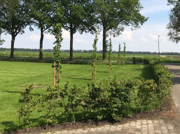 Bomen planten in Beilen