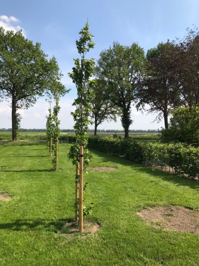 Bomen lplanten en verankeren in Steenwijk