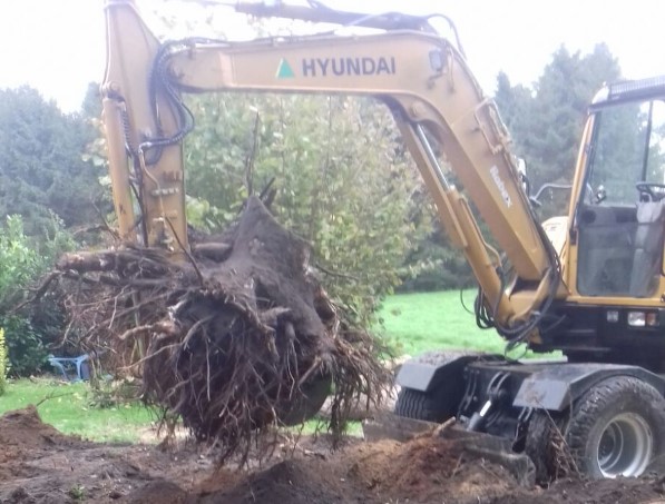 Bomen rooien in Echten