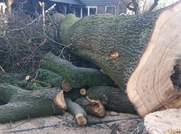 Bomen rooien in Steenwijk Bomen rooien in Steenwijk