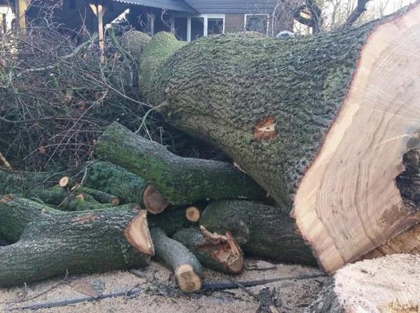 Bomen rooien in Steenwijk