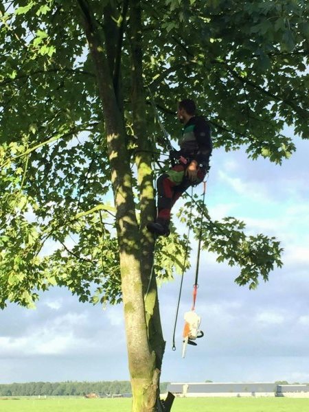 Bomen laten snoeien in Dalfsen Bomen laten snoeien in Dalfsen