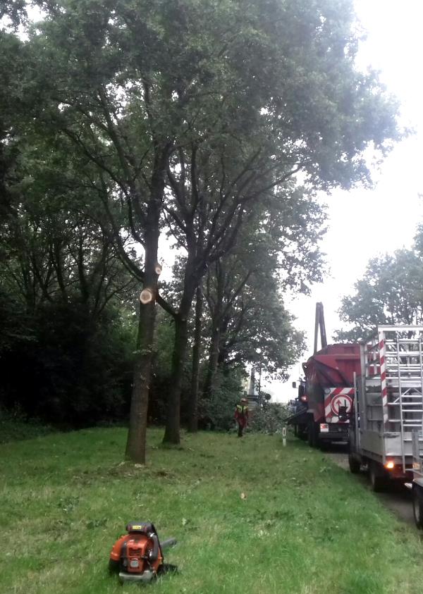 Bomen laten snoeien in Staphorst Bomen snoeien in Staphorst