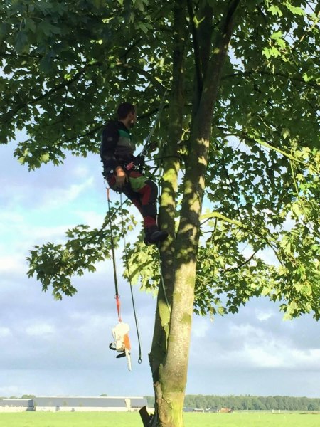 Bomen snoeien in Steenwijk