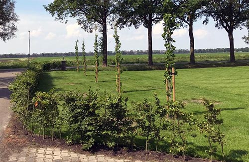 Bomen verankeren in Emmen