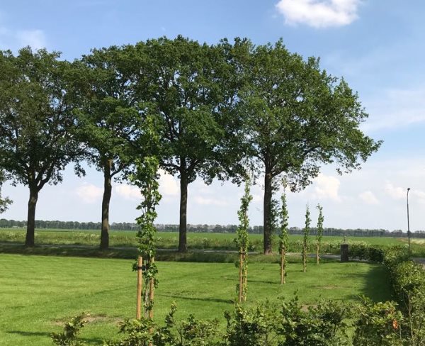 Boom laten onderhouden door Groentechniek Klomp Boom laten onderhouden door Groentechniek Klomp