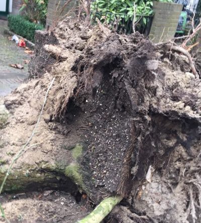 Boomstronk verwijderen in Staphorst Boomstronk verwijderen in Staphorst