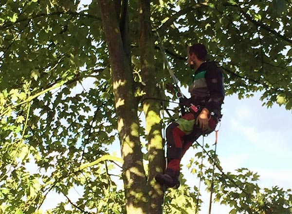 Groentechniek Klomp is een professioneel bedrijf dat jouw boomverzorging in Den Haag kan uitvoeren Groentechniek Klomp is een professioneel bedrijf dat jouw boomverzorging in Den Haag kan uitvoeren