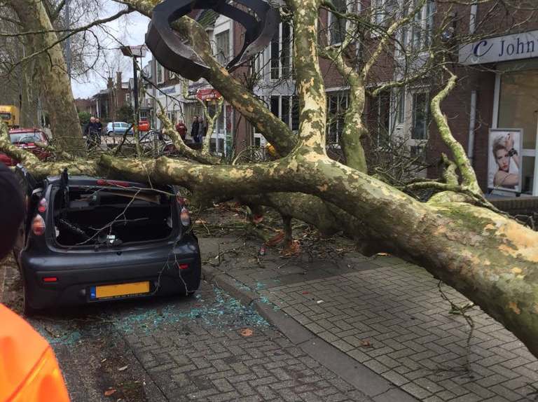 Omgewaaide bomen verwijderen Beilen