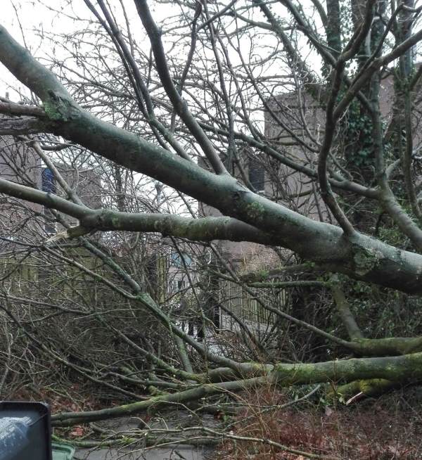 Omgewaaide bomen laten verwijderen door Groentechniek Klomp in Echten